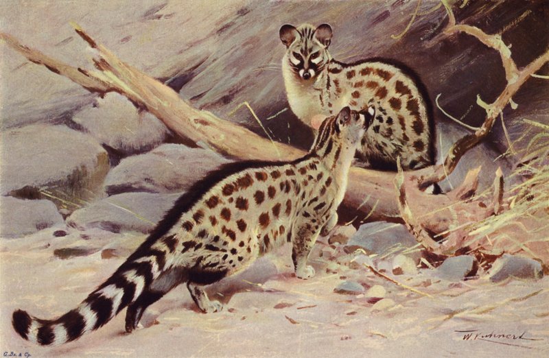 Dongola Genet by after Wilhelm Kuhnert