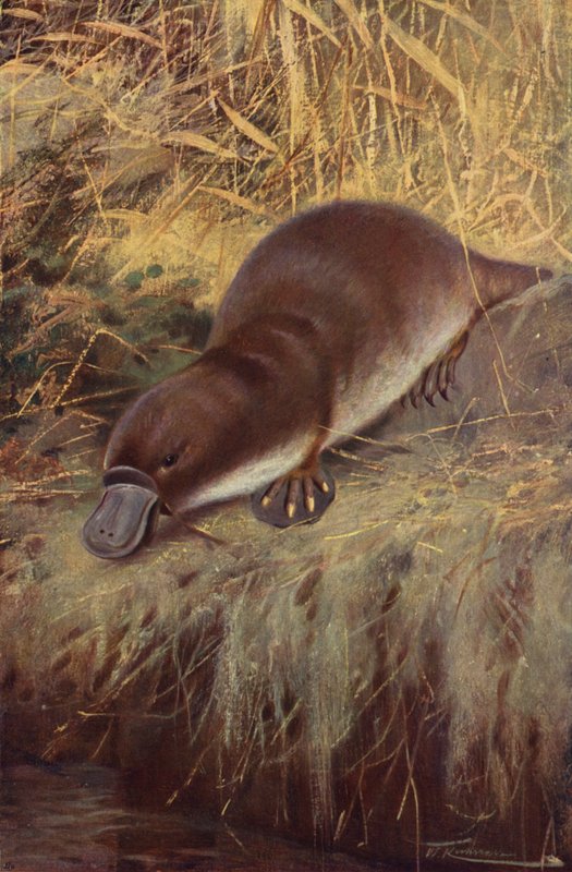 ördek gagası by after Wilhelm Kuhnert