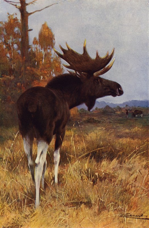 Elk veya Geyik by after Wilhelm Kuhnert