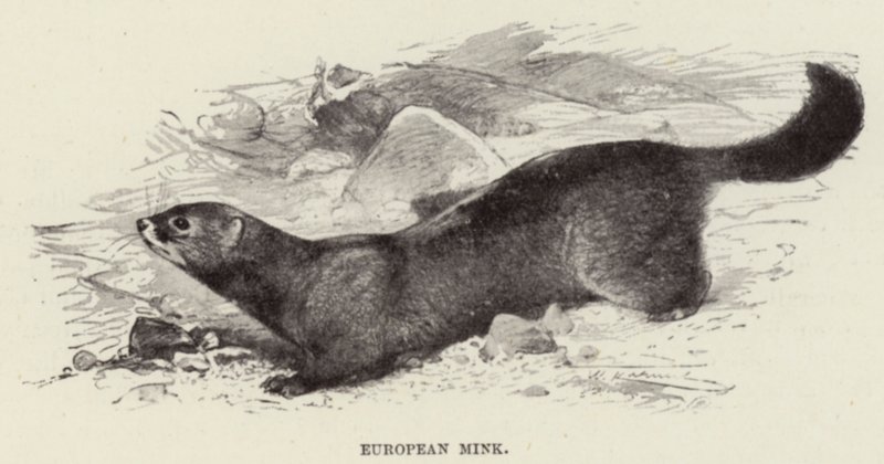 Avrupa Vizonu by after Wilhelm Kuhnert