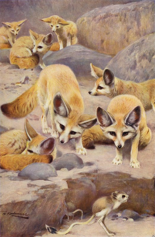 Rezene ve Jerboa by after Wilhelm Kuhnert