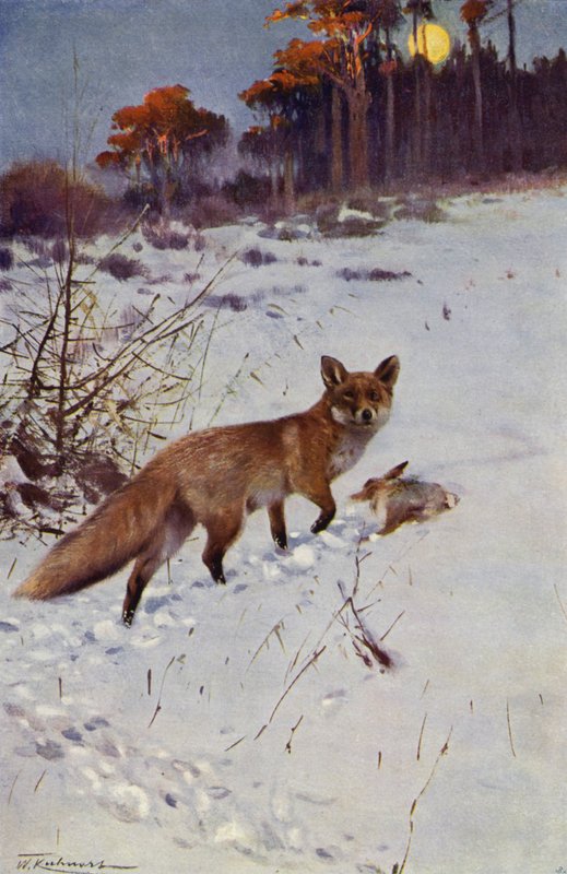 Tilki by after Wilhelm Kuhnert