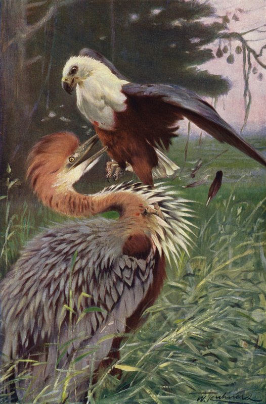 Dev Balıkçıl ve Deniz Kartalı by after Wilhelm Kuhnert