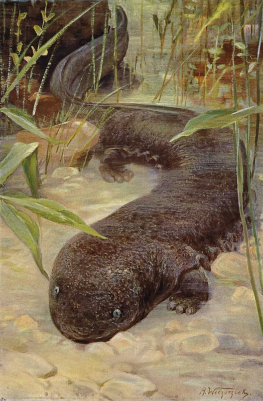 dev semender by after Wilhelm Kuhnert