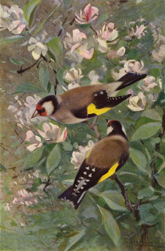 saka kuşu by after Wilhelm Kuhnert