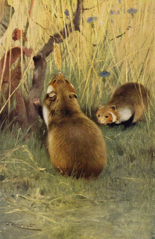 Hamster by after Wilhelm Kuhnert