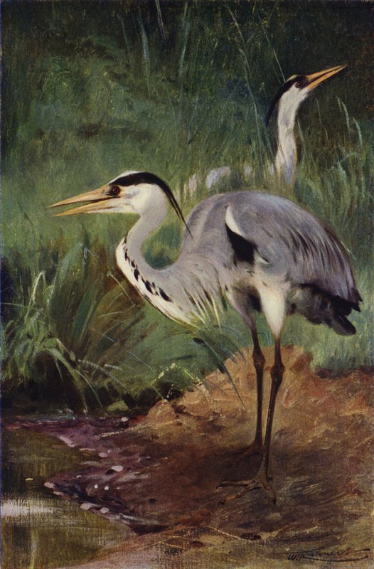 Balıkçıl by after Wilhelm Kuhnert