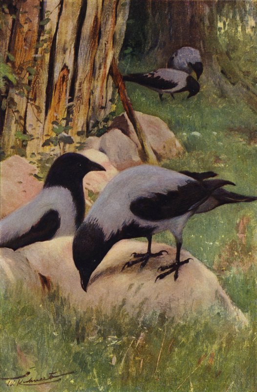 Leş kargası by after Wilhelm Kuhnert