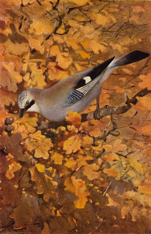 Jay by after Wilhelm Kuhnert