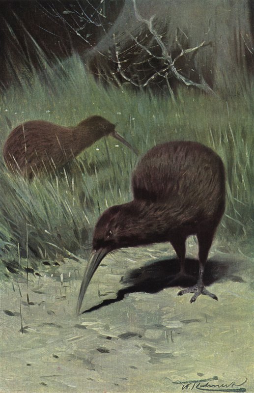 kivi by after Wilhelm Kuhnert