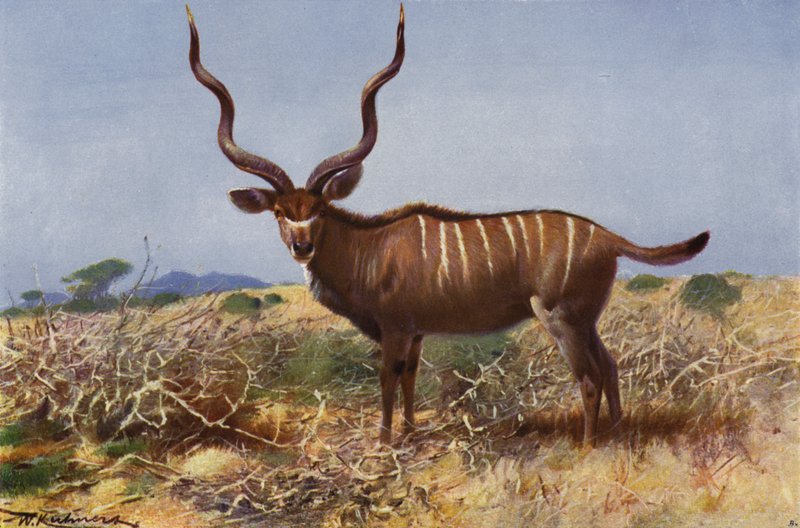 Zorunlu by after Wilhelm Kuhnert