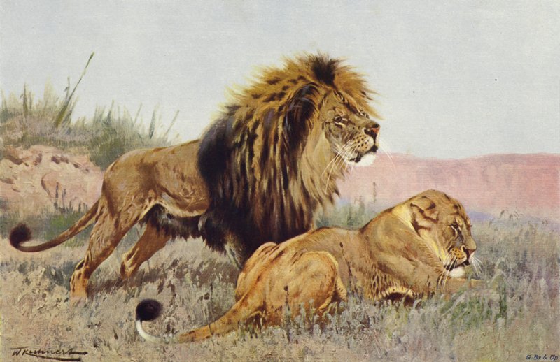 aslan ve dişi aslan by after Wilhelm Kuhnert
