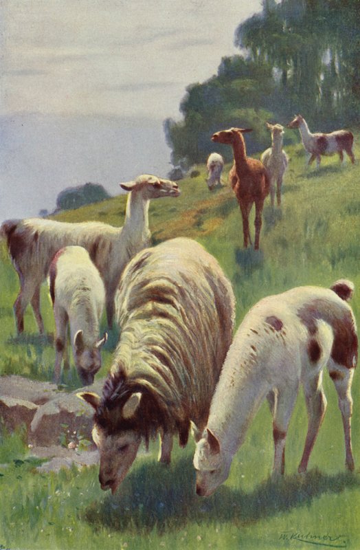 lama by after Wilhelm Kuhnert