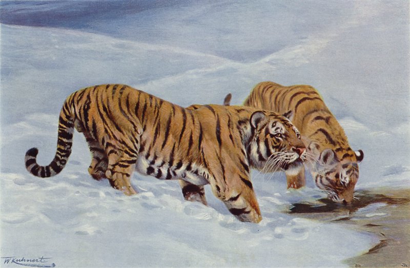 Mançurya Kaplanı by after Wilhelm Kuhnert
