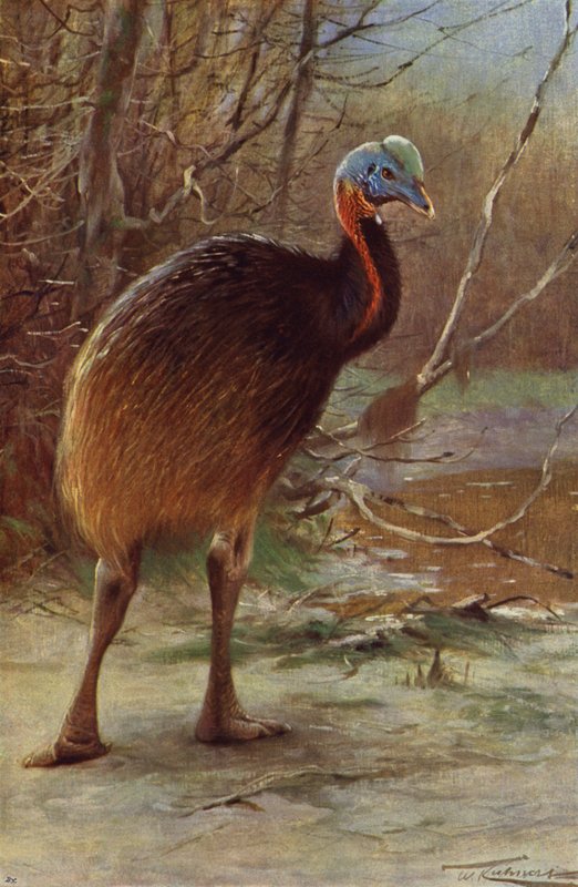 Tek Vatkalı Cassowary by after Wilhelm Kuhnert