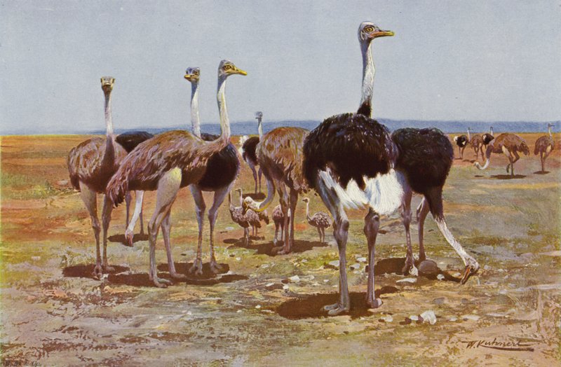 somali devekuşu by after Wilhelm Kuhnert
